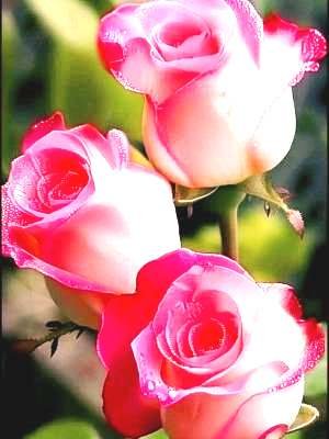 Вітаємо з днем народження настоятеля Свято-Троїцького храму м. Бердичева протоієрея Михаїла Гоюка! Вітаємо з днем народження настоятеля Свято-Троїцького храму м. Бердичева протоієрея Михаїла Гоюка!